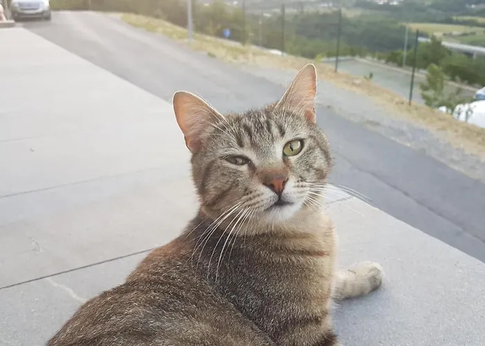 Couette-café B & W Kriz Ajdovščina